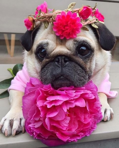 Мопс и цветы