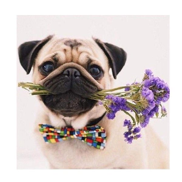 Счастливый Мопс