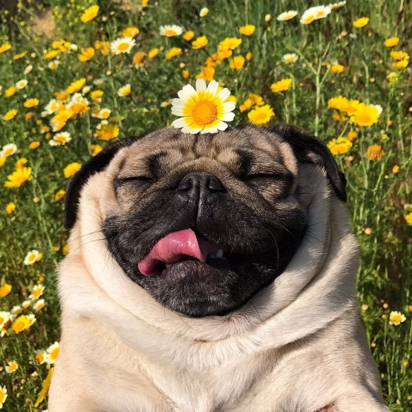 Смешная собака в цветах