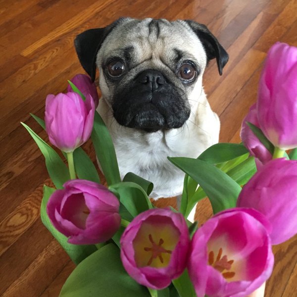 Мопс и цветы