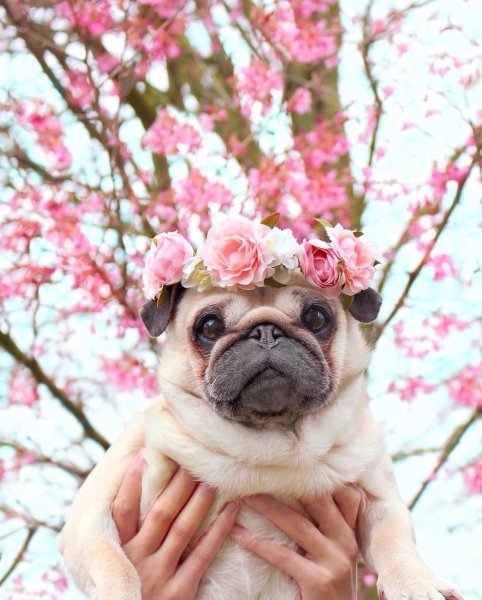 Мопсик в цветах