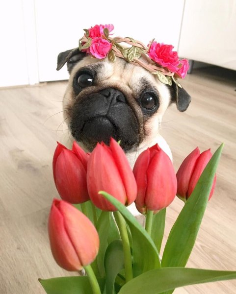 Мопс расцветки