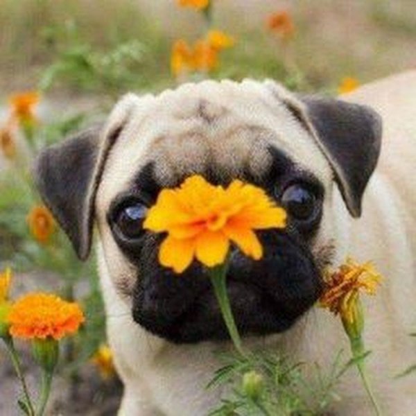 Мопсик в цветах