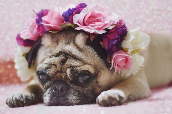 Мопс с венком