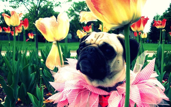 Мопс с венком