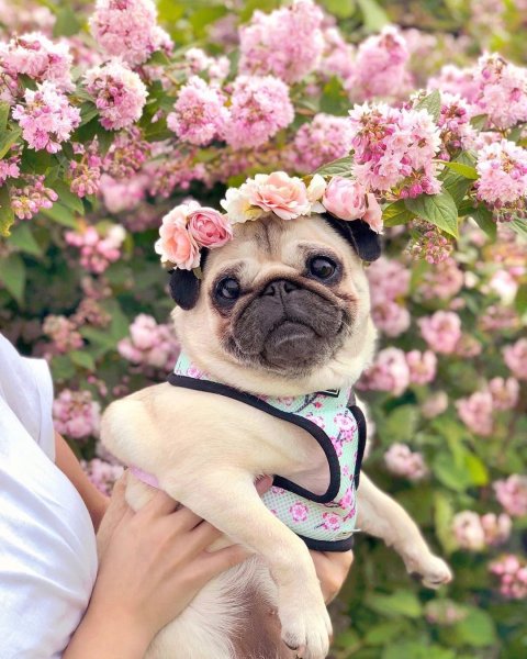 Мопс девопс