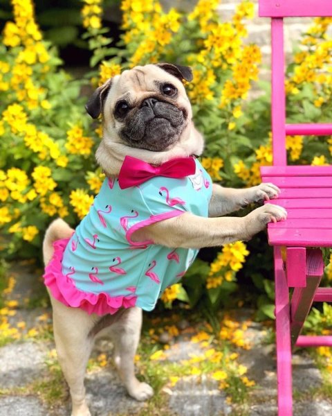 Мопс с цветами