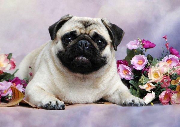 Мопс с цветочком