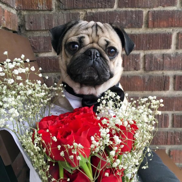 Мопс и цветы