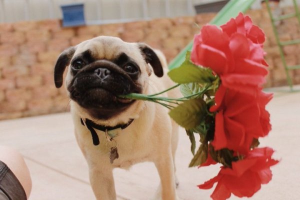Мопс с цветами с днем рождения