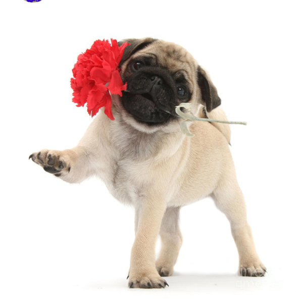 Мопс в тюльпанах