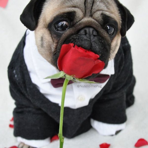 Праздничный Мопс