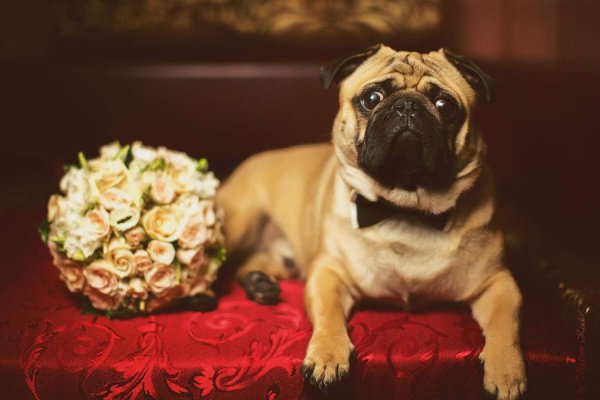 Мопс с днем рождения