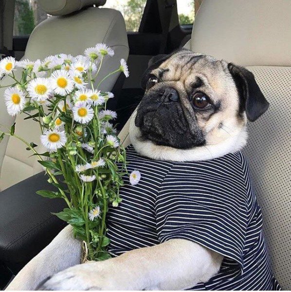 Мопсик в цветах