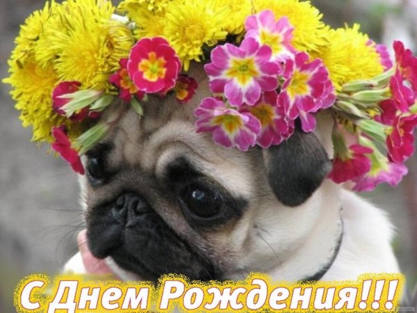 Мопс Единорог