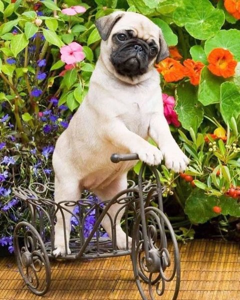 Мопс с цветами