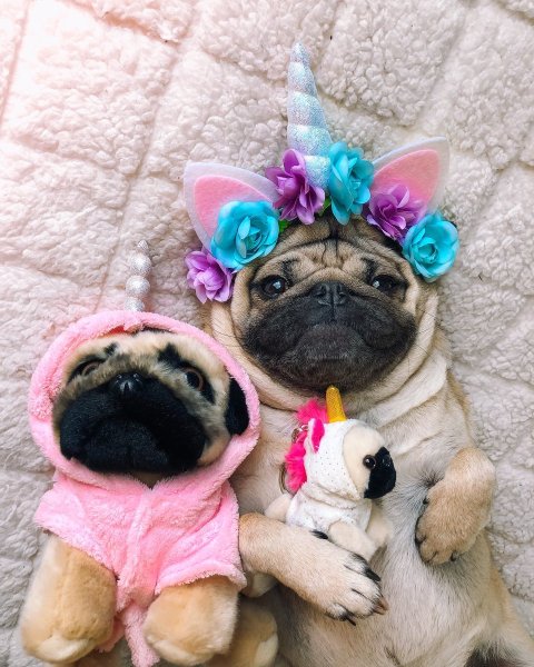 Мопс алмазная мозаика 30x40