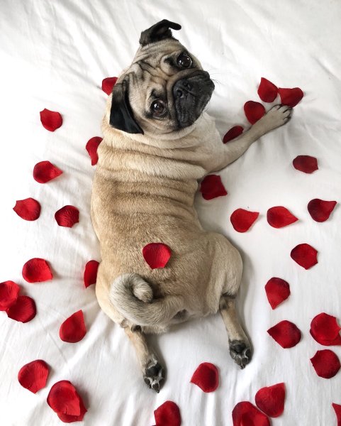 Мопс в ромашках