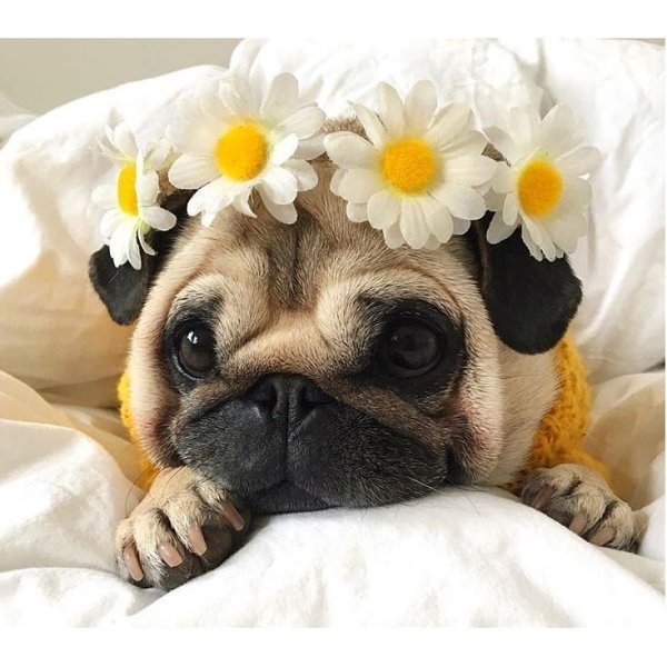 Мопс светлый