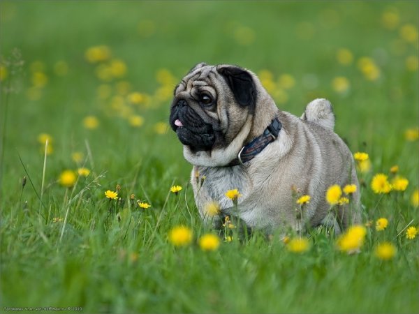 Мопс с цветами акварель