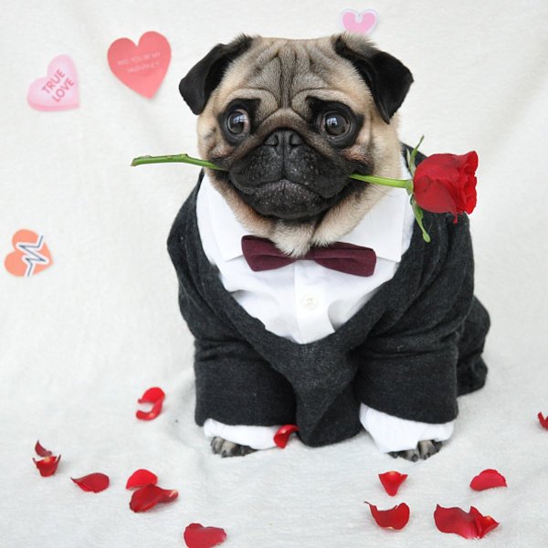 Цветочный Мопс