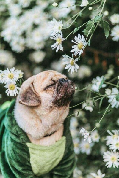Мопс с цветами