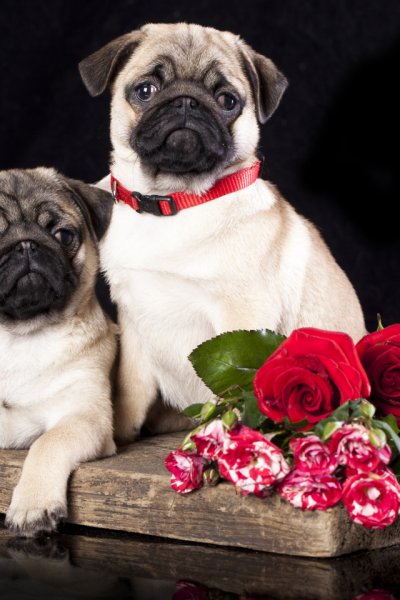 Черный Мопс с цветами