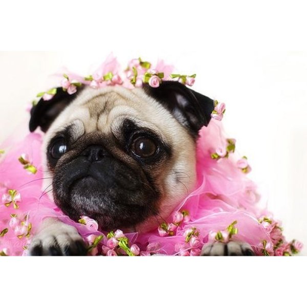 Весенний Мопс