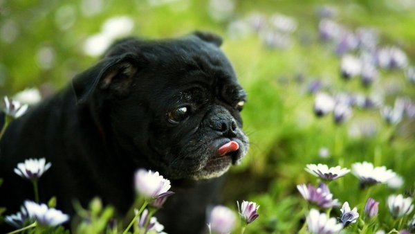 Мопсик с цветами