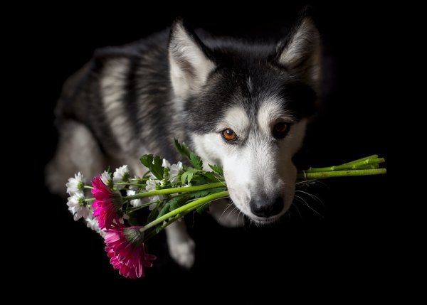 Хаски в цветах