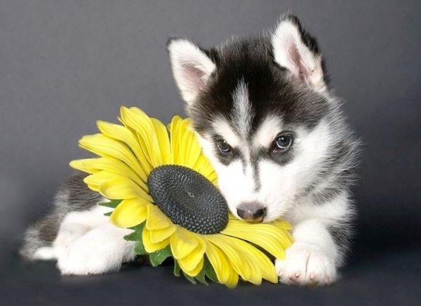 Щенок хаски с цветами