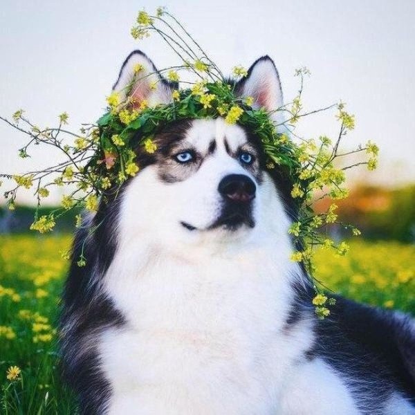 Собака в венке