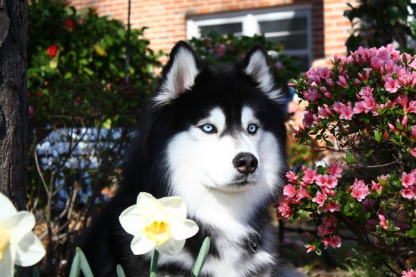 Хаски Весна