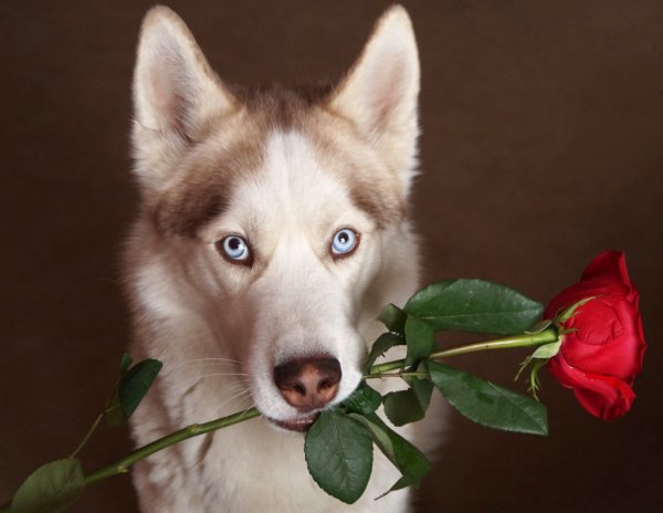 Хаски с розой в зубах