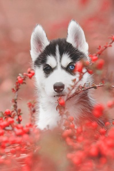 Милые собаки