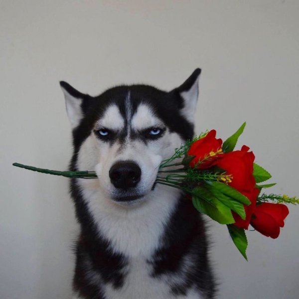Хаски с цветами в зубах