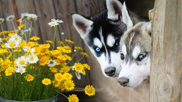 Хаски летом