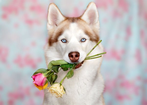 Хаски с розой