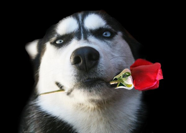 Хаски в цветах