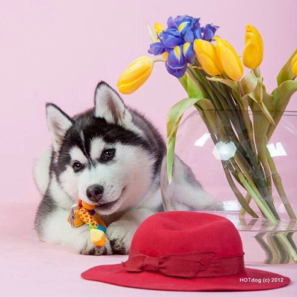 Хаски в цветах