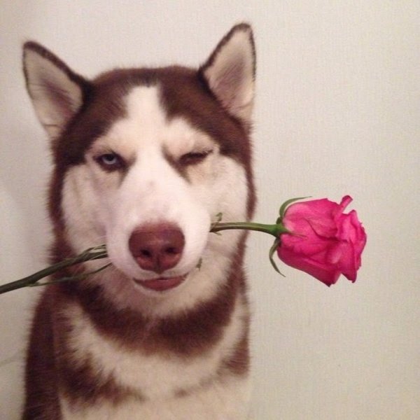 Хаски с розой