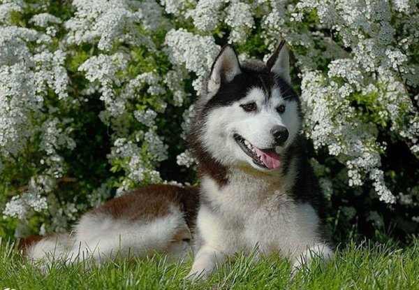 Хаски весной