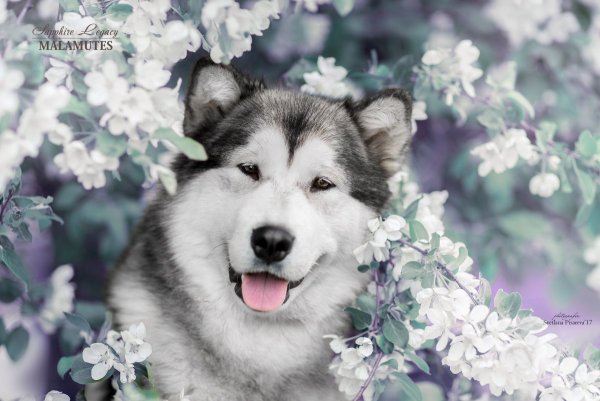 Хаски маламут цветы