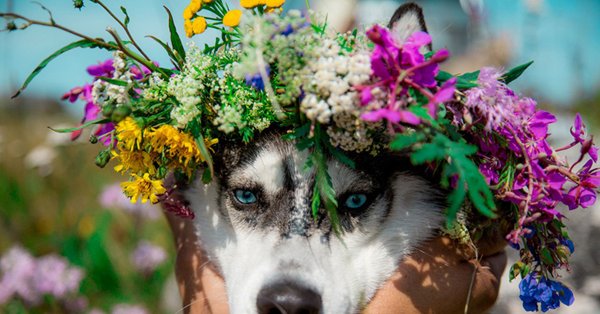 Хаски в цветах
