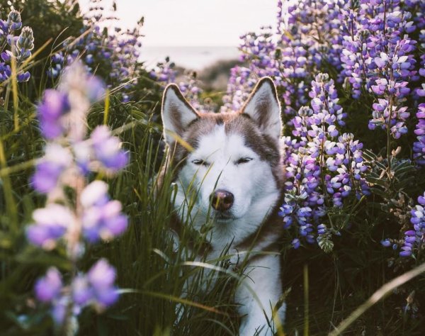 Хаски на природе