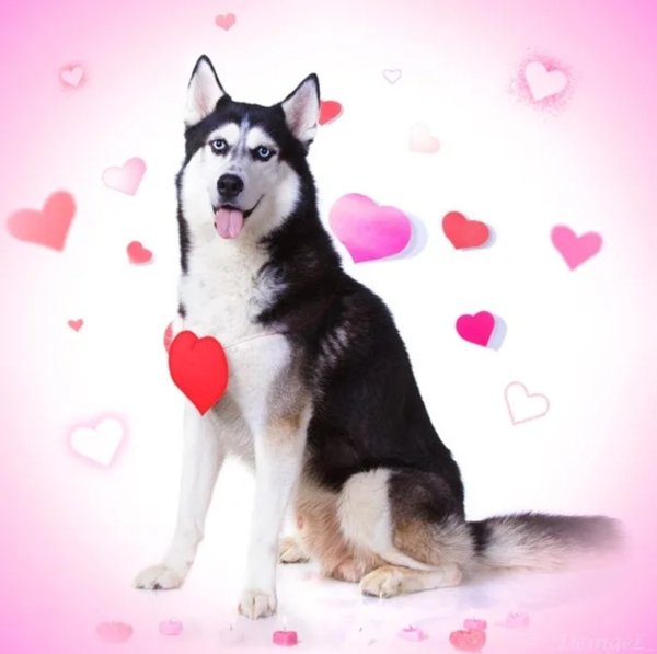 Сиба ину пара