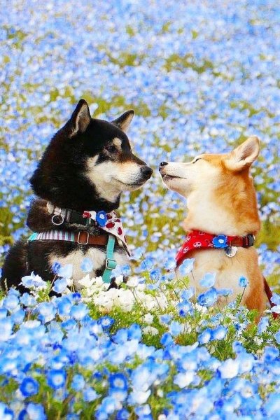 Доброе утро собаки