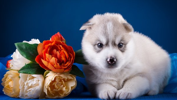 Сибирский хаски щенок голубоглазый