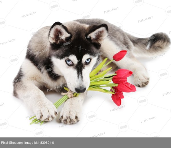 Собака в цветах арт