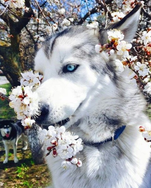 Собака улыбака хаски